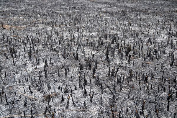 Сжигание камыша, фото