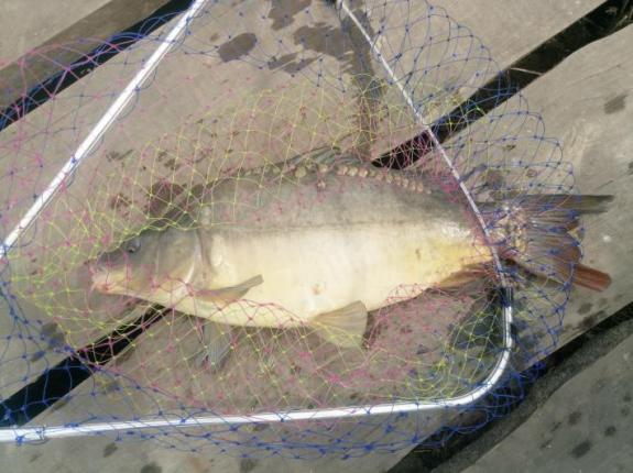 Открытие карпового сезона 2020 на озере "Осове" (Озеро "Осове" ("Исаево") возле с. Крещатик, Черкасский район), фото