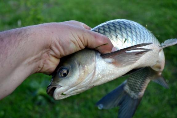 Белый амур, рыбалка в с. Поселяновка