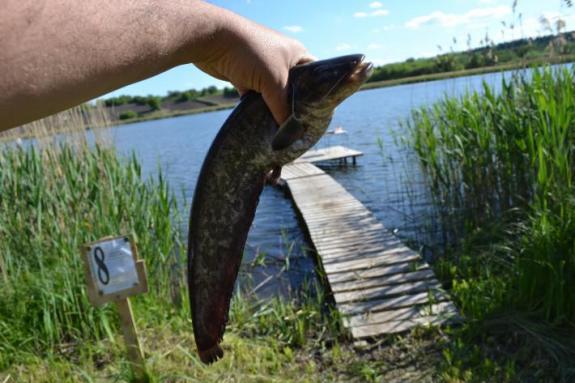 Сомик на водоймі в с. Омельгород, фото
