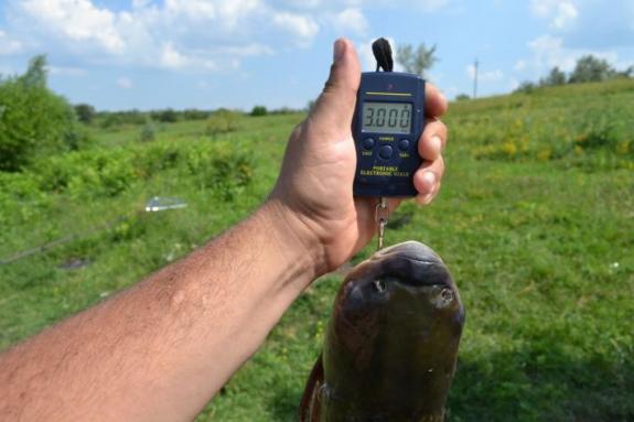 Ставок в с. Поселяновка, платная рыбалка, фото