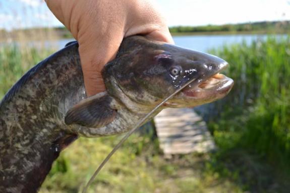 Сомик на водоймі в с. Омельгород, фото