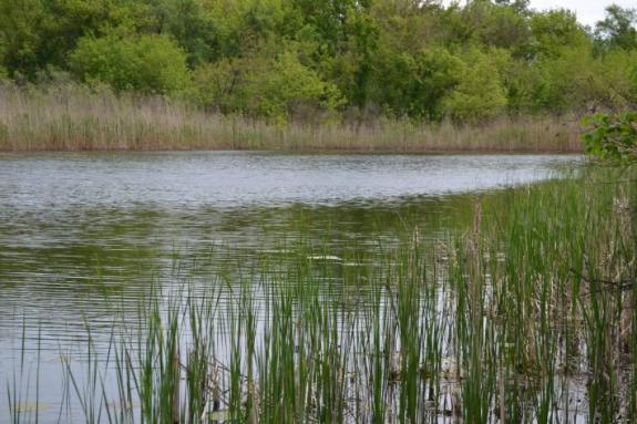 Озеро Осове возле с. Крещатик Черкасский район, Черкасская область