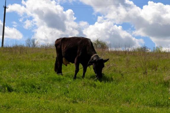 Корова, рыбалка в с. Поселяновка