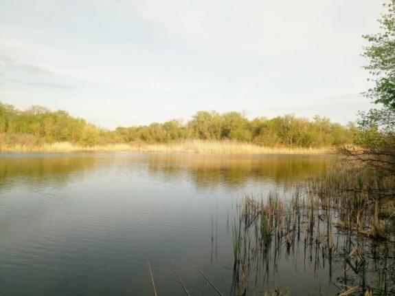 Открытие карпового сезона 2020 на озере "Осове" (Озеро "Осове" ("Исаево") возле с. Крещатик, Черкасский район), фото