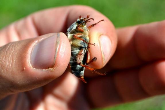 Майский жук, рыбалка в с. Поселяновка