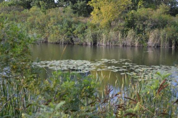 Летняя суточная рыбалка на озере "Осове" (Озеро "Осове" ("Исаево") возле с. Крещатик, Черкасский район), фото