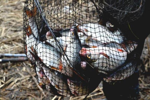 Ловля плотвы на Суле (открытие сезона рыбалки на мирную рыбу) (Рыбалка на реке Сула (с. Плехов), Лубенский район), фото