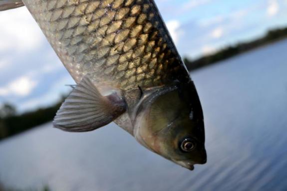 Белый амур, рыбалка в с. Поселяновка