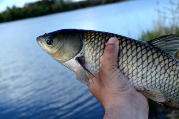Белый амур, рыбалка в с. Поселяновка