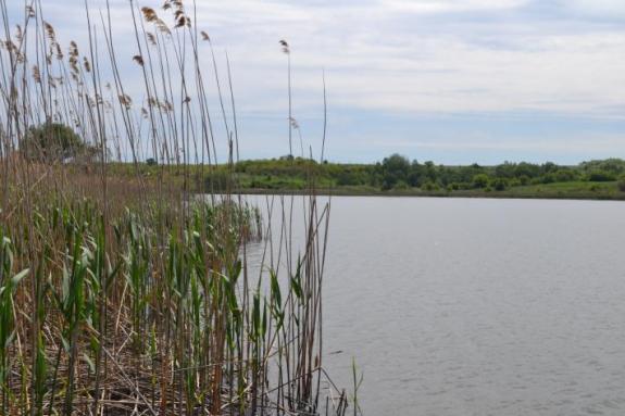 Платна водойма для риболовлі в с. Омельгород, фото