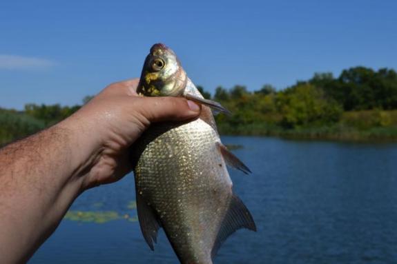 Летняя суточная рыбалка на озере "Осове" (Озеро "Осове" ("Исаево") возле с. Крещатик, Черкасский район), фото