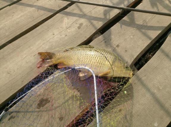 Открытие карпового сезона 2020 на озере "Осове" (Озеро "Осове" ("Исаево") возле с. Крещатик, Черкасский район), фото