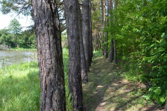 Платный ставок в с. Буда-Орловецкая