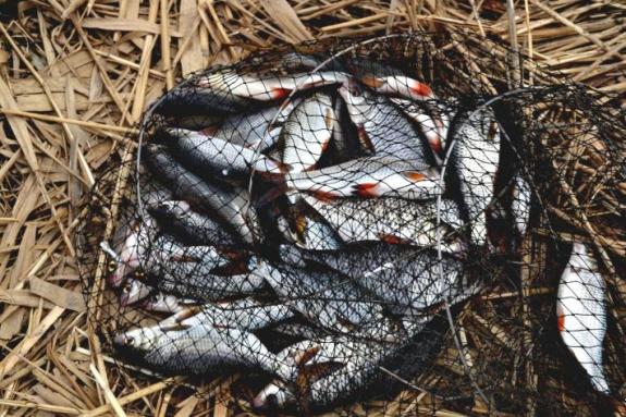 Ловля плотвы на Суле (открытие сезона рыбалки на мирную рыбу) (Рыбалка на реке Сула (с. Плехов), Лубенский район), фото