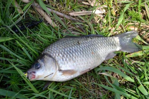 Карась, рыбалка в с. Поселяновка