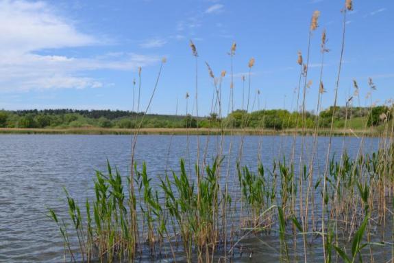 Платна водойма для риболовлі в с. Омельгород, фото