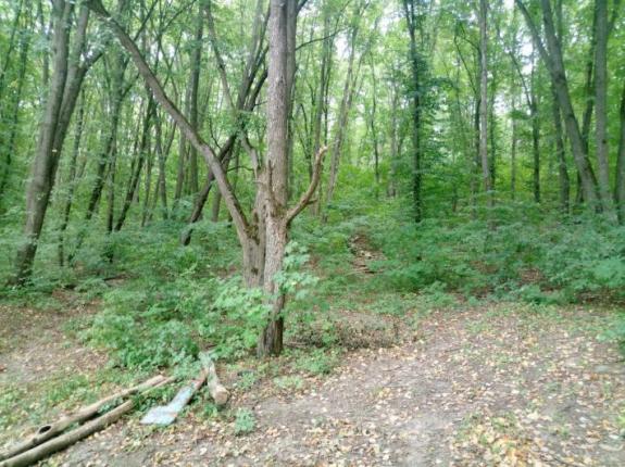 Неудачная поездка на Матвеевский Бам (Ставок возле с. Матвеевка (Бам), Черкасский район), фото