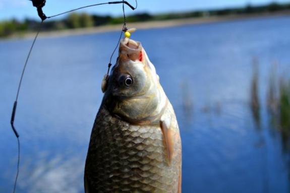 Карась, рыбалка в с. Поселяновка