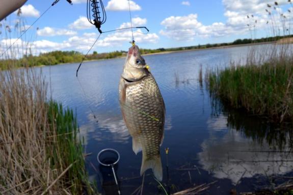 Карась, рыбалка в с. Поселяновка