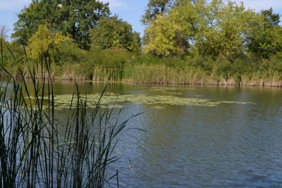 Летняя суточная рыбалка на озере "Осове" (Озеро "Осове" ("Исаево") возле с. Крещатик, Черкасский район), фото