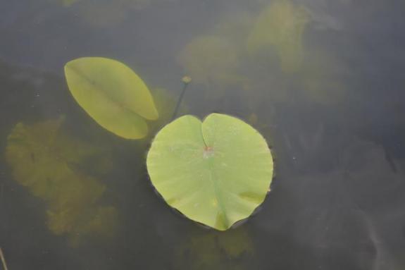 Лилии на озере