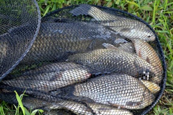 Суточный улов, рыбалка в с. Поселяновка