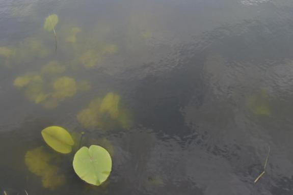 Лилии на озере