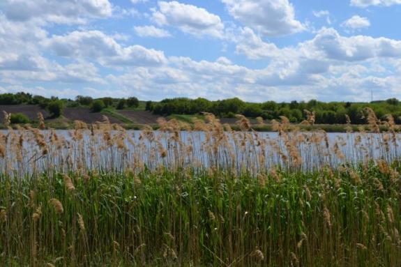 Платна водойма для риболовлі в с. Омельгород, фото