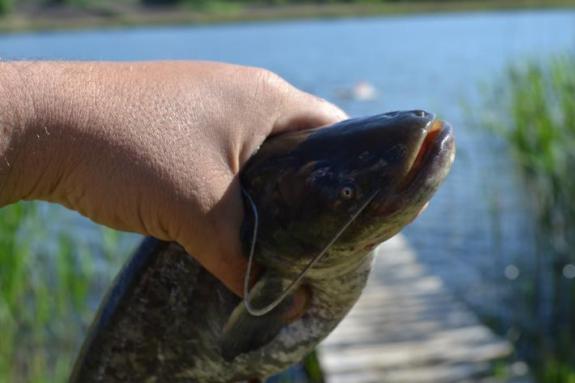 Сомик на водоймі в с. Омельгород, фото